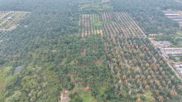 4.4 Acres Freehold Agriculture Land Bukit Pelanduk Jimah Port Dickson 1