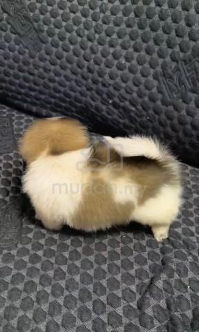 Pekingese Quality puppies - photo 3 of 6