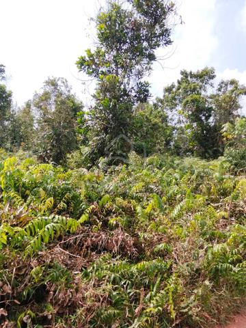 9.5 Ekar Tanah Kosong Batang Lesong Gemereh Segamat Johor 1