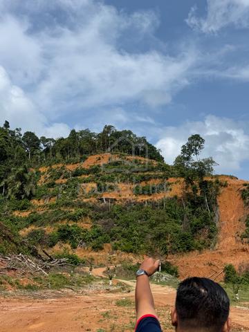 Ladang Sawit 140 Ekar Rezab Melayu Berbukit Tinggi Pokok Muda 1