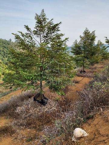 Nice 6.7 acre Freehold Durian Land in Karak, Pahang 1