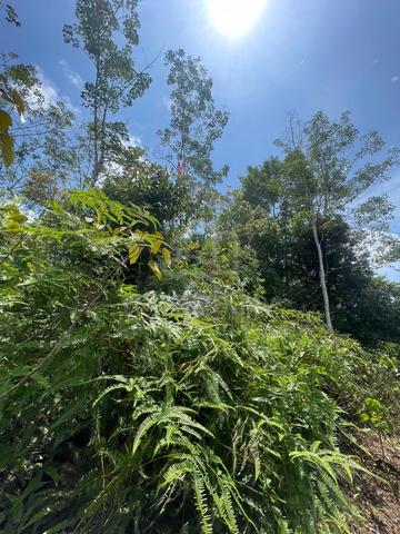 tanah ulu legong sungkai angkat 1