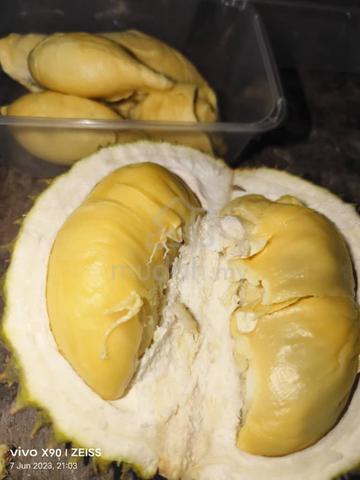 Kebun Musang King Sg Selesek Hulu Bernam, (nego) 4