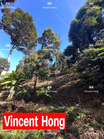 (5 acres) Perak Lenggong agricultural land Durian Farm 4