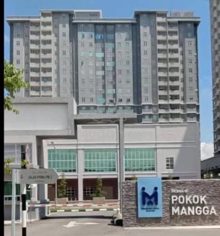 Prima Pokok Mangga 1