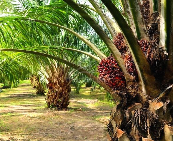 PRIVATE LAND Kelantan Gua Musang Nenggiri Pos Blau 1700 acres Palm Oil 1
