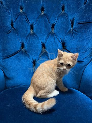 Anak Kucing Gemuk Comel utk Dijual (Umur 4 Bulan) - photo 6 of 6