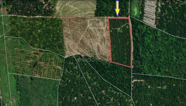 5.736 acres freehold coconut farm for sale, Rantau, Kg Ulu Sawah, N9 1