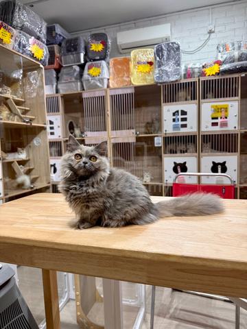 can send Singapore blue Tortie munchkin napoleon - photo 5 of 5