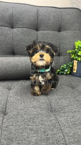 YorkiemaleLM-1Dob : 16-08-26 - photo 4 of 4