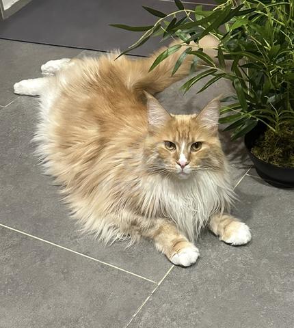 Maine Coon - photo 5 of 6