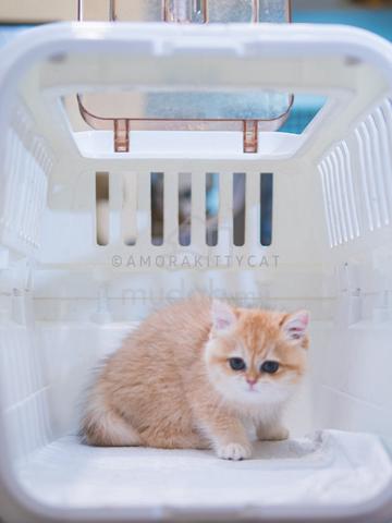 Carousel Image