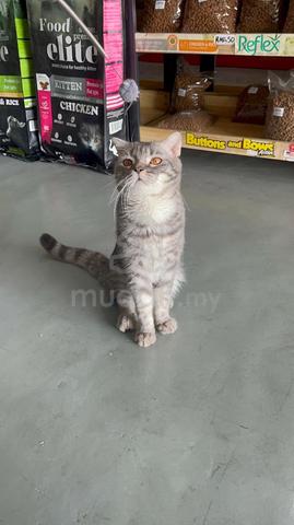 American Shorthair Male - photo 5 of 5