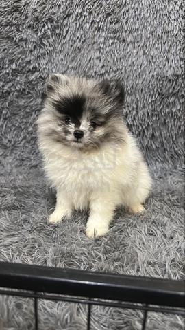 Blue Merle Male Pomeranian Puppy - photo 3 of 5