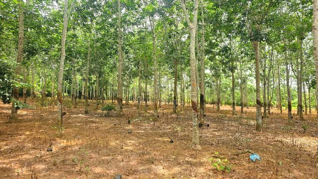 Kebun getah untuk dijual area kubang pasu 1