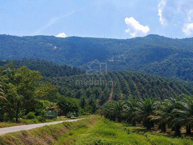 Yan > Kedah Oil Palm Agriculture Land 1