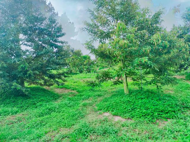 Lenggong Padang Grus Durian Land 3