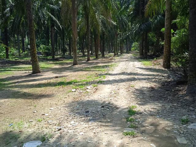 [Cheapest, Next To Highway] Kampung Sungai Buah, Good for Development 1