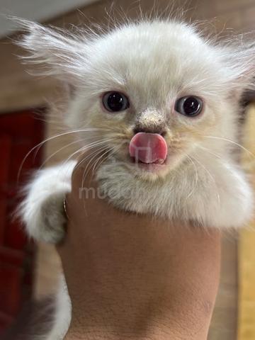 Carousel Image