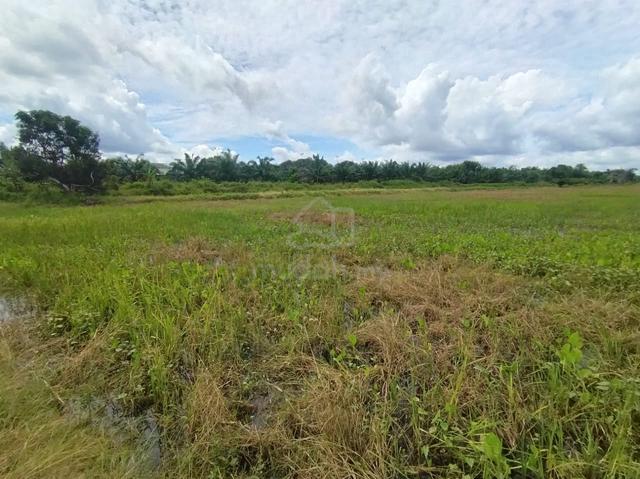 Tanah Sawah Mukim Ganchong, Pekan. 4