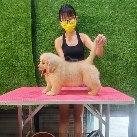 XXXL golden retriever f - photo 3 of 3