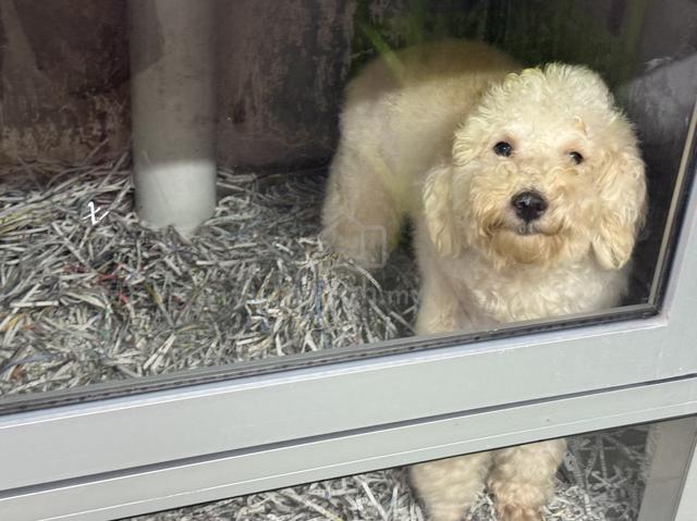 Toy poodle - photo 4 of 6