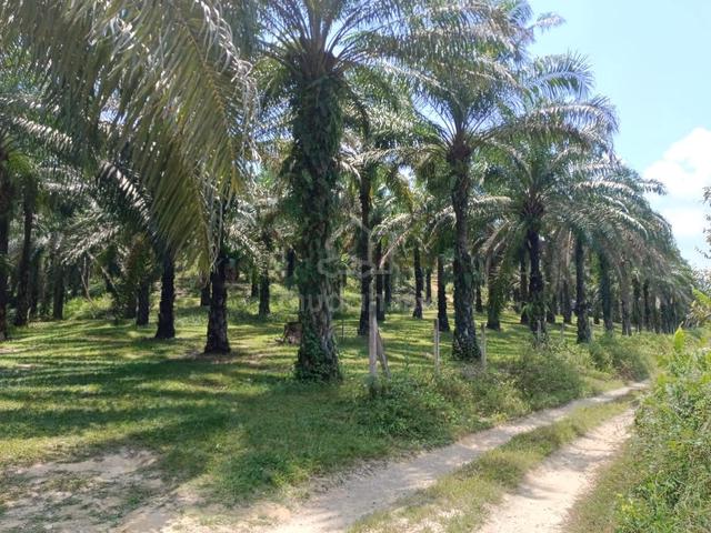 12 Acres -Agriculture Land at Durian Tipus, Simpang Durian, Jelebu, N9 1