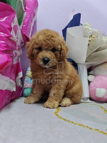 Poodle mudah sales