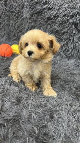 MaltiPoo (Maltese mix Poodle) 马尔泰 马尔济斯混泰迪贵宾 - photo 4 of 4