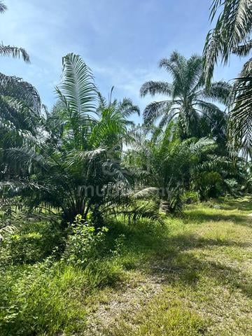 Ladang Kelapa Sawit untuk dijual 1