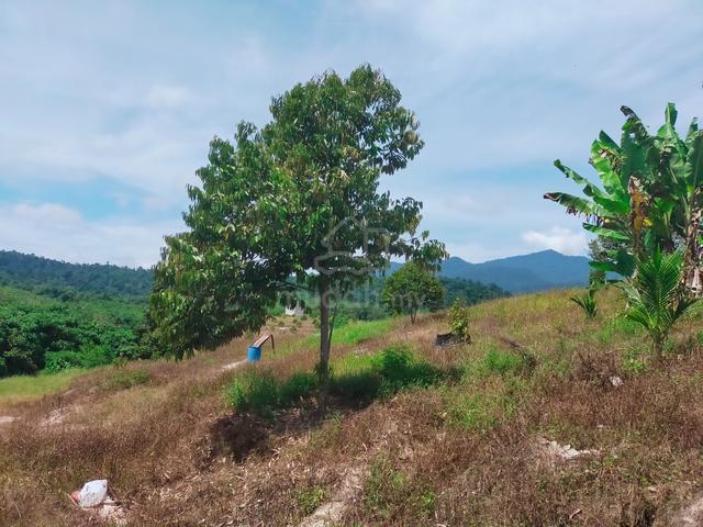 Lenggong Ayer Karah Durian Land 3