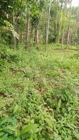 kebun durian batu kurau sempeneh (Free hold 2