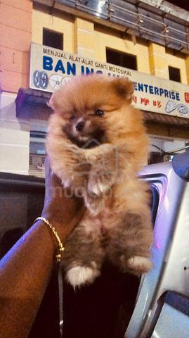 Pommerian puppy - photo 4 of 6
