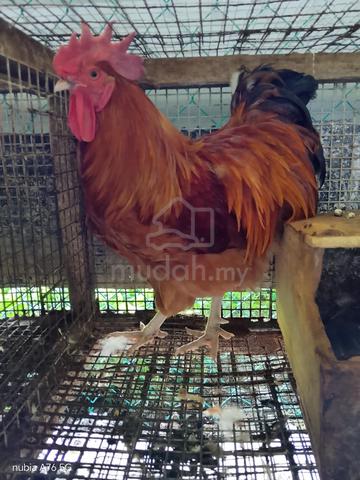 Carousel Image Selected