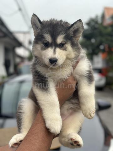 Carousel Image Selected