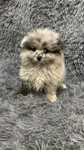 Blue Merle male Puppy M-1 - photo 3 of 6