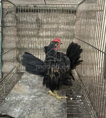 Carousel Image