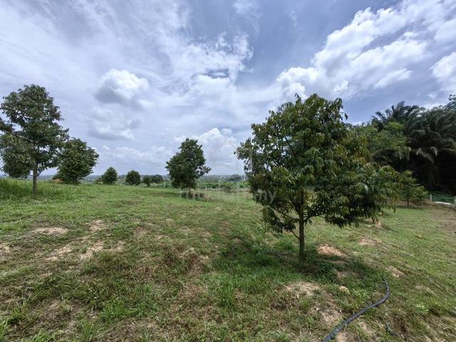 1 Acre Freehold Durian Farm Good View Bestari Jaya Kuala Selangor 1