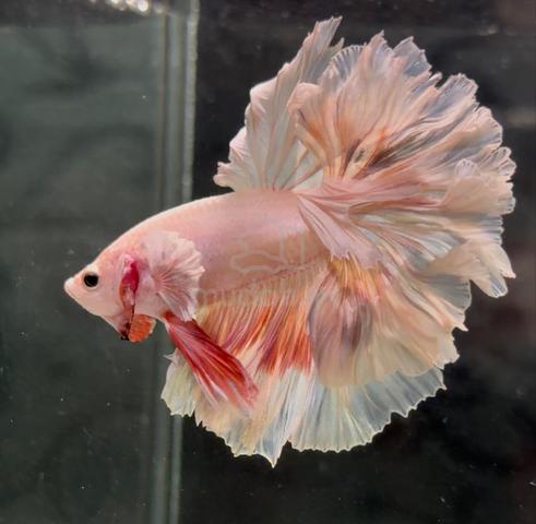 Pink rosetail big ear betta fish - photo 2 of 2