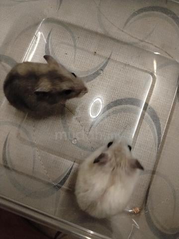 Hamster  - photo 2 of 6