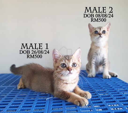 Kucing Bsh British Shorthair Cat Golden Murah Pets For Sale In Bukit Beruang Melaka