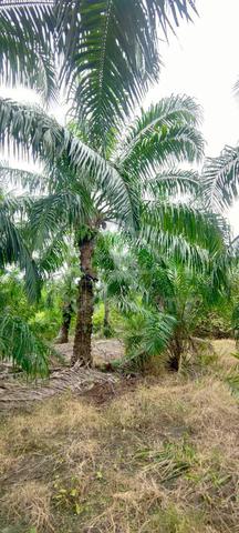 1 Ekar Malay Reserve Kelapa Sawit Pancang Bedena Sg Besar Sabak Benam 5