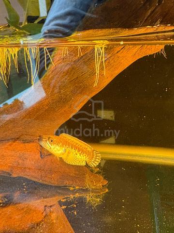 Carousel Image Selected