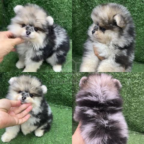 Pure Merle Pure Breed Blue Merle Pomeranian (Female) - Pets for sale in Shah Alam ...