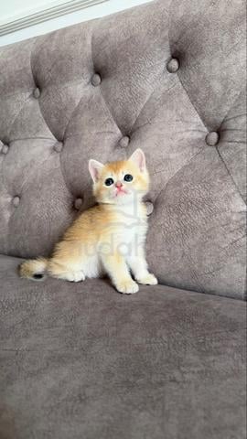 NY12 Female baby bsh Golden - photo 4 of 4