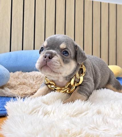 FRENCH BULLDOG PUPPIES VIP143🌻 boy-girl lilac tan - photo 3 of 3