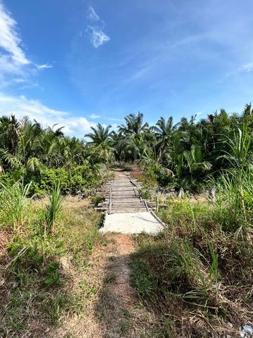Tanah 2.2 Ekar Pertanian Kelapa Sawit Untuk DIJUAL 1