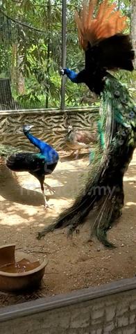 Anak Burung Merak Uniaga - Pets for sale in Marang, Terengganu