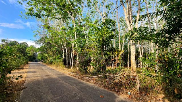 Kebun Getah Rapat Mini Tar Di Kg Bendang Pulai, Pendang 1