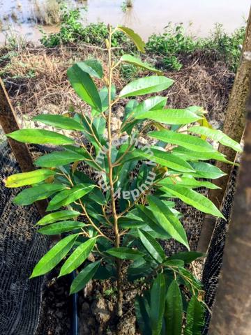 Kebun Durian Musang King 5.842 Ekar Freehold Kg Sertik Karak Bentong 1